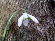 Galanthus Sam Arnott